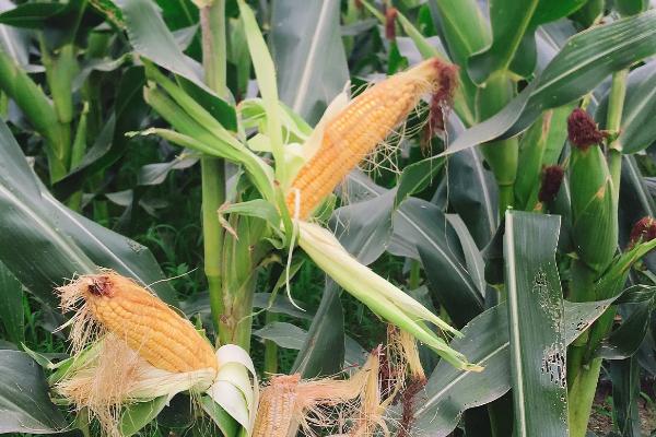 密迪2006玉米种子特征特性,高抗穗腐病