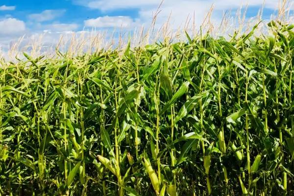 凌云玉2号（区试名称：毕玉17）玉米品种的特性，以清明前后播种为宜