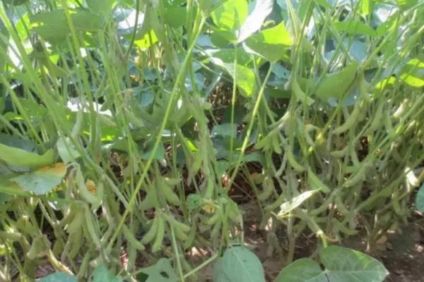 冈黄1号大豆品种简介,5月下旬-6月中旬播种