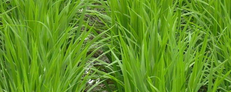花优7132水稻种子介绍，综合防治病虫害