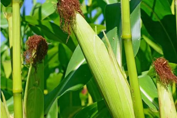 未玉115玉米种子介绍,整个生育期防止受渍害