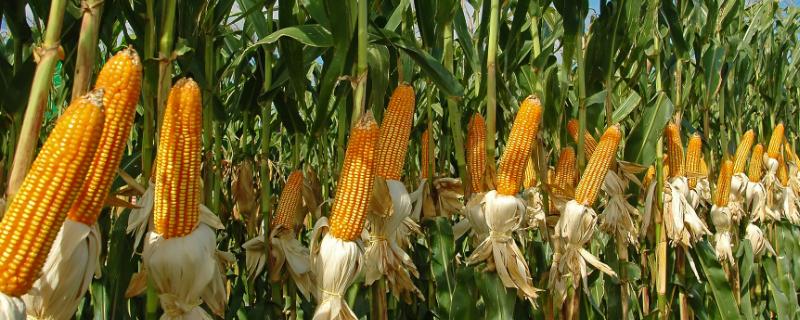 悍玉3688玉米品种简介，春播平均生育期118.2天