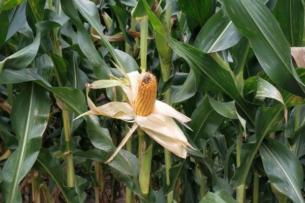 HC9210玉米种子特点,注意防治灰斑病