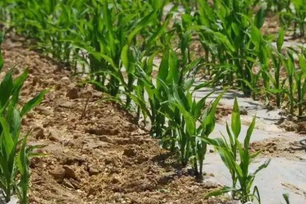 p213玉米品种的特性，生育期125天左右