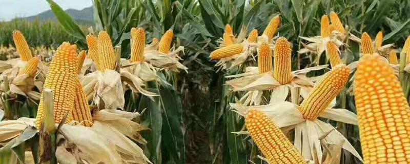 彩甜糯320玉米品种的特性，该品种在上海春播
