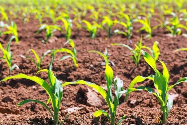 金辉玉892玉米品种的特性，生育期149天