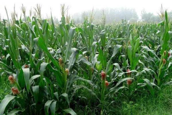 彩甜糯320玉米品种的特性,该品种在上海春播