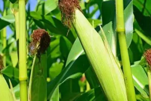 G9972玉米品种简介，适宜播期4月下旬至5月上旬