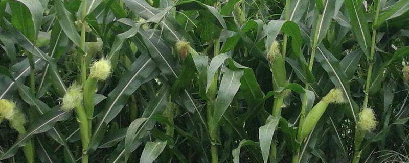 HC9210玉米种子特点，注意防治灰斑病