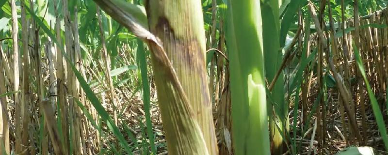 金辉玉892玉米品种的特性，生育期149天