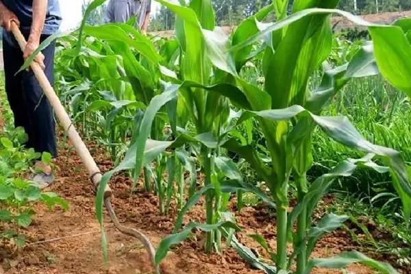 粟玉2368玉米品种简介，苗期注意防治蓟马和灰飞虱