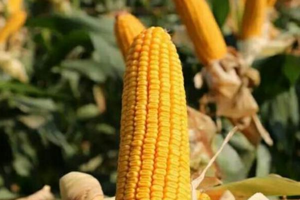 D313玉米品种简介,适宜密度为4500株/亩左右