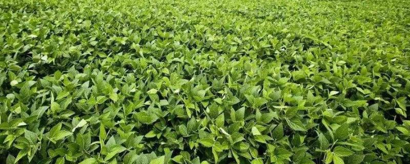 华豆60大豆品种简介，生育期111天左右