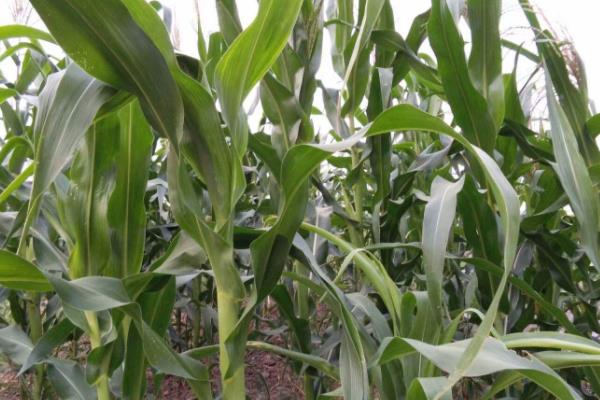 大唐252玉米品种的特性，每亩适宜密度5000株