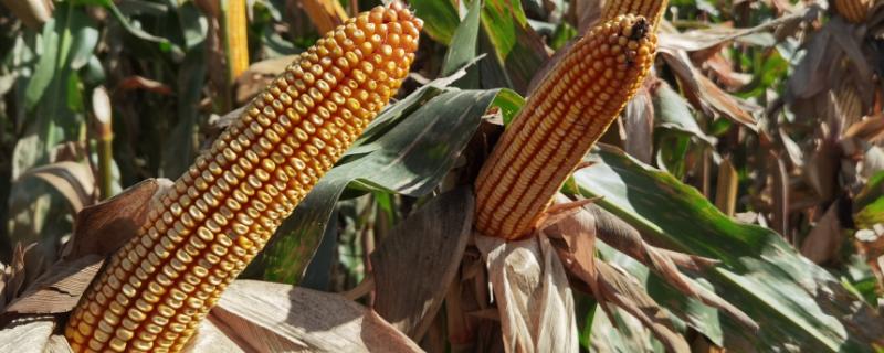 紫霞仙子玉米种子介绍，鲜食糯玉米品种