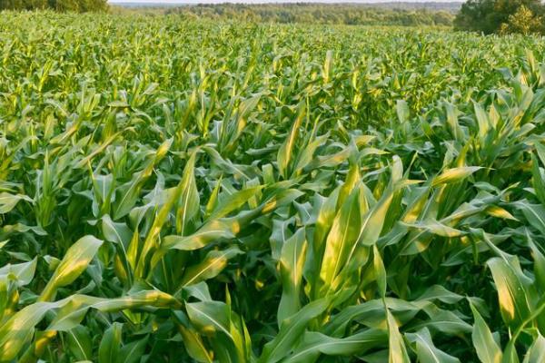 紫霞仙子玉米种子介绍,鲜食糯玉米品种