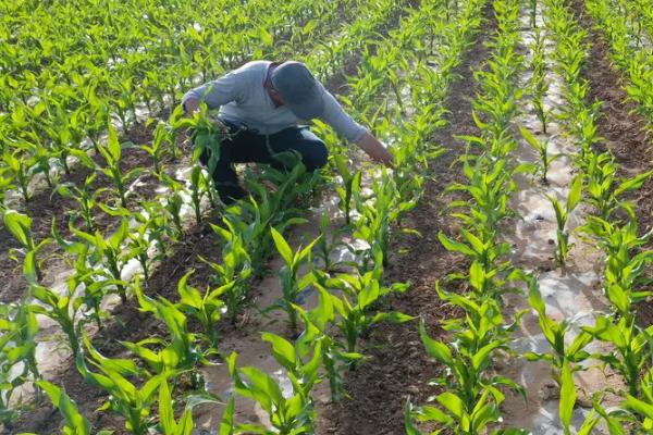 泽玉275玉米种子特征特性，单作每亩种植3000株为宜