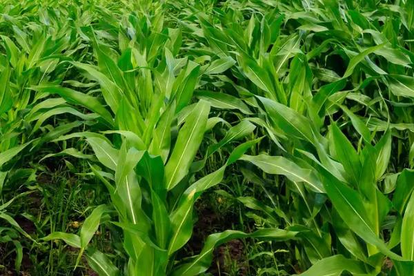 丰白糯玉米种子特点，中抗小斑病