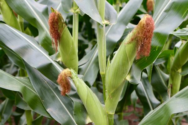 YP025玉米品种的特性，中熟品种