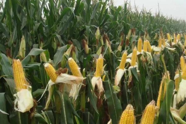 未玉115玉米种子介绍,整个生育期防止受渍害