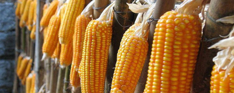 D313玉米品种简介，适宜密度为4500株/亩左右