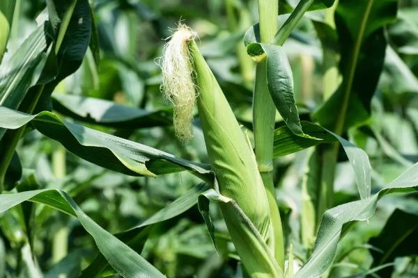 D313玉米品种简介,适宜密度为4500株/亩左右