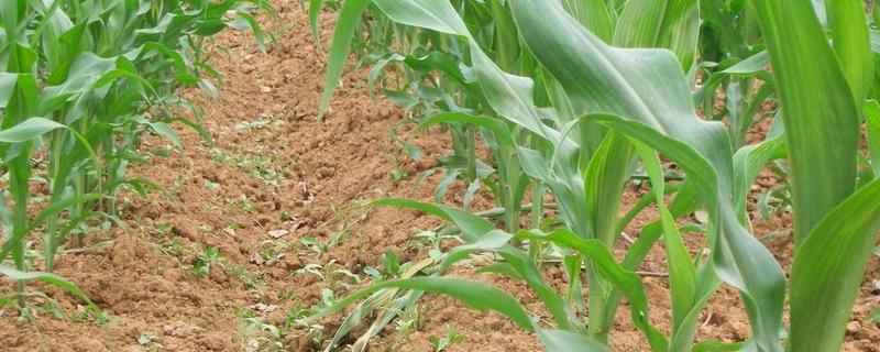 瑞普666玉米品种简介，适宜播期4月下旬至5月上旬