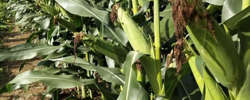 孰美甜10号玉米品种的特性，该品种品质总评分85.8分