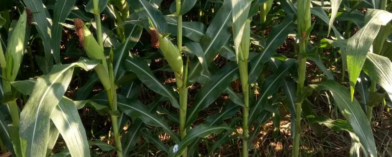 p213玉米品种的特性，生育期125天左右