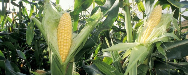 丰白糯玉米种子特点，中抗小斑病