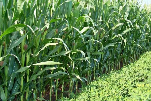 安康201（区试名称：KN22001）玉米种子特点，大喇叭口期防治玉米螟