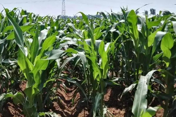 康农玉838玉米品种简介，生育期131.0天