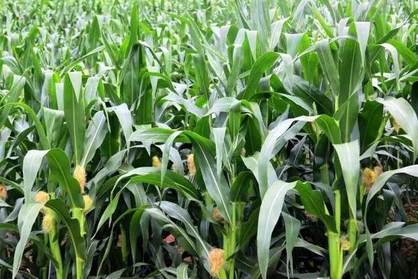 彩甜糯320玉米品种的特性,该品种在上海春播