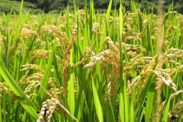 松雅臻香水稻品种简介，全生育期117.2天