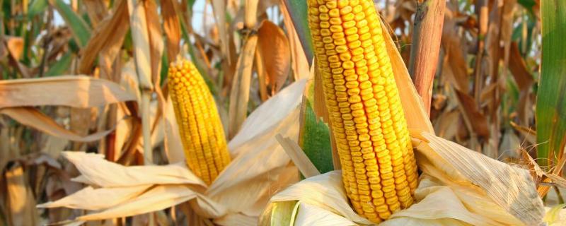 禹润1号玉米种子介绍，适宜密度为4500株/亩左右