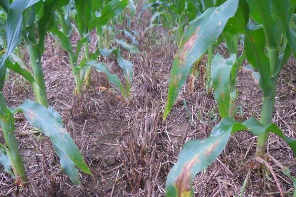 铁研918玉米品种的特性，中抗禾谷镰孢穗腐病