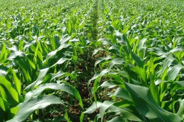 毕农玉25（区试名称：毕抗1号）玉米品种简介，宜于4月上旬到5月上旬播种