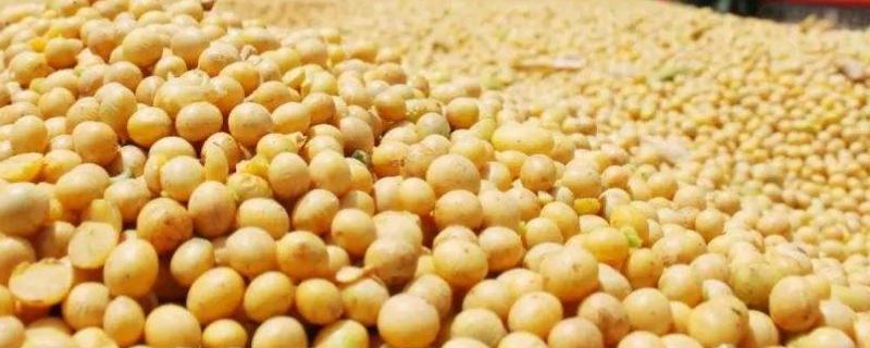 赣豆22大豆种子介绍，高肥力地块1.3万株/亩