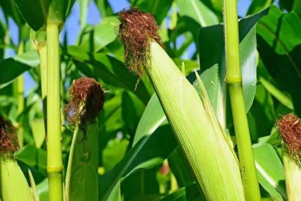 D313玉米品种简介,适宜密度为4500株/亩左右