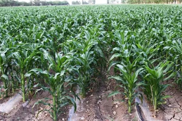 明天698玉米品种简介，大喇叭口期防治玉米螟