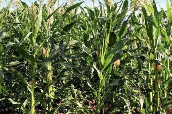 农单240玉米种子简介，注意防治瘤黑粉病