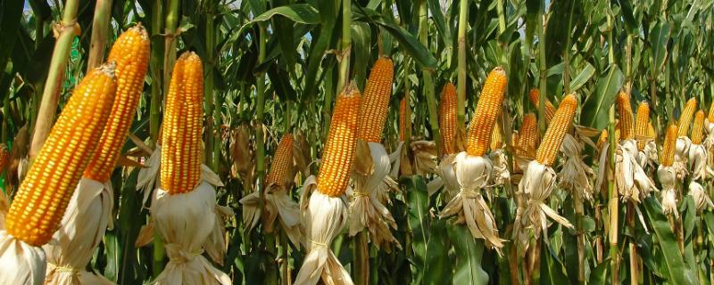 安农599玉米品种的特性，大喇叭口期灌心叶防治玉米螟虫