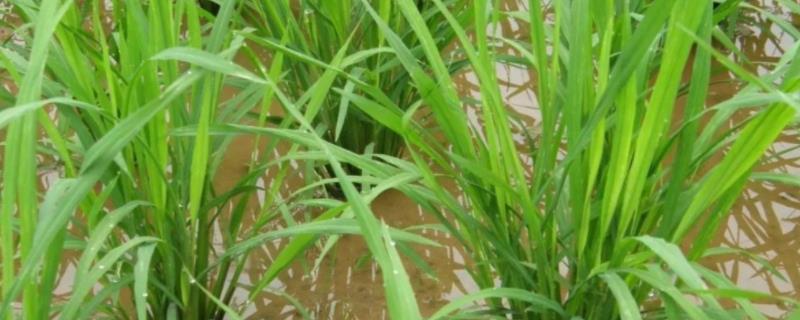 良两优2111水稻种子特点，该品种基部叶叶鞘绿色