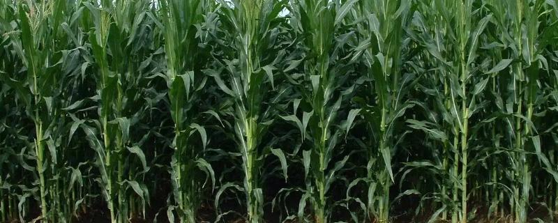 宇单166玉米种子简介，适时防治病虫鼠害
