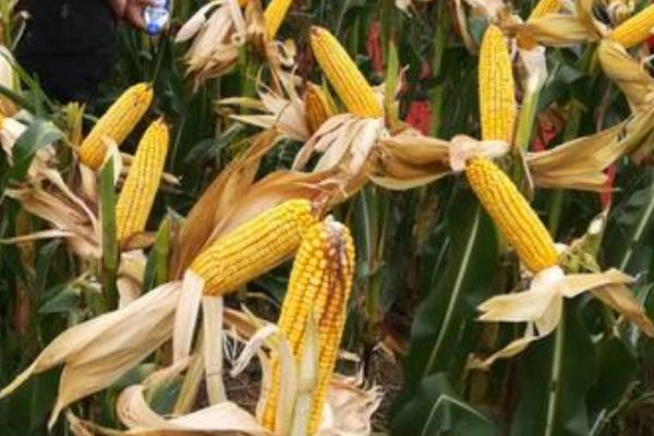 美抗2000玉米种子介绍，生育期104天左右