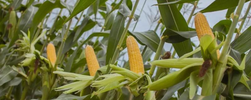瑞顿190玉米品种简介，中抗大斑病