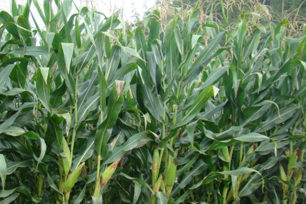 宇单166玉米种子简介，适时防治病虫鼠害