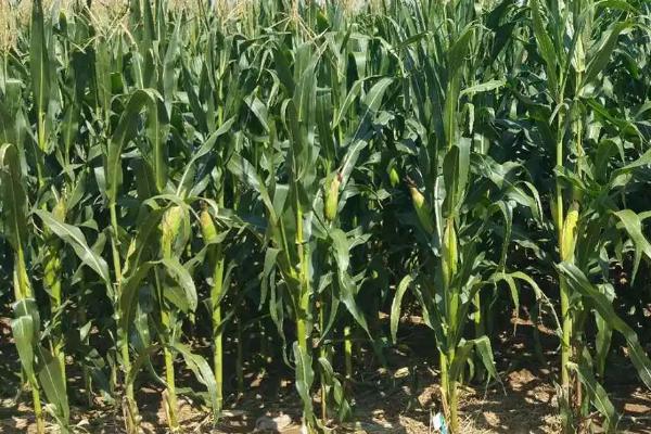 安农599玉米品种的特性，大喇叭口期灌心叶防治玉米螟虫