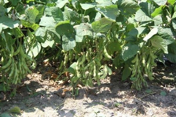 中豆100大豆种子特点，生育期99.9天