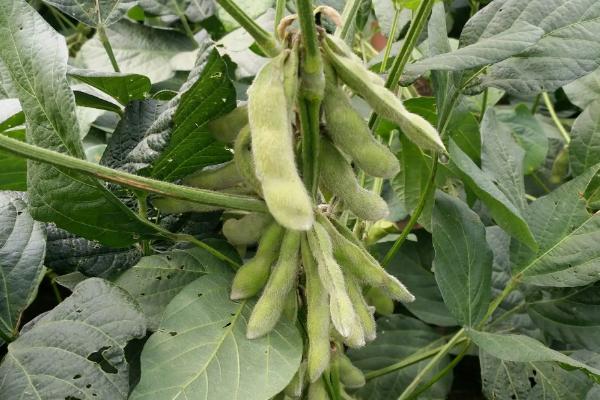 品豆28大豆种子简介，播种深度3～4厘米